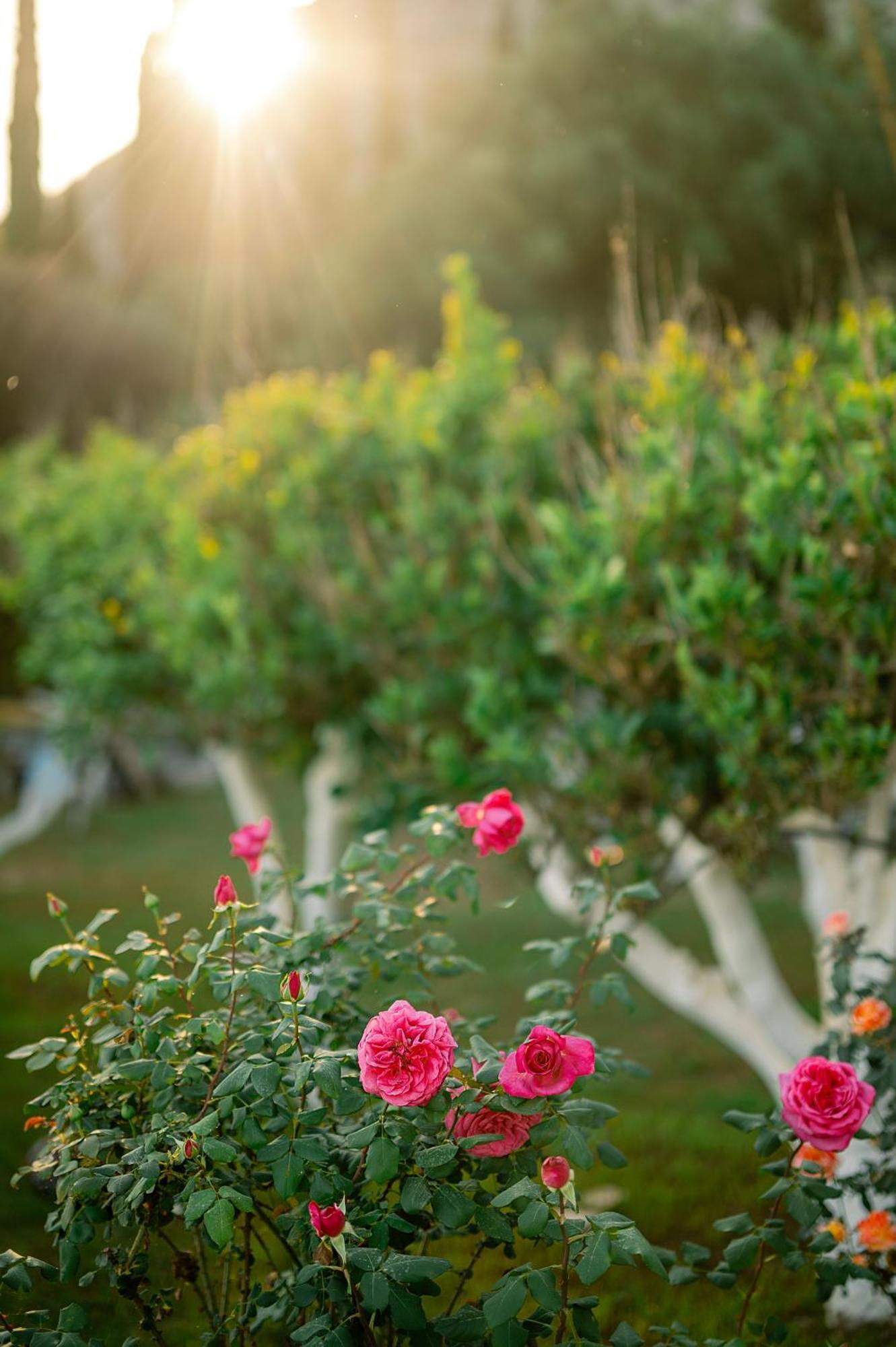 Nissaki Olive Press Villas ニサキオン エクステリア 写真